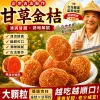 宜蘭最後一批上市！錯過等明年！【宜蘭有機甘草金桔· 福利大放送】😋清嚥！利嗓！潤肺❗ ✅精選優質金桔、甘草、自然曬乾，保留營養！ 潤肺止咳👉健脾和胃👉清熱解毒👉理氣安神肉質細膩柔軟，吃完滿口的金桔香和果肉甜，還有甜脆軟爽的果肉纖維